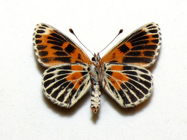 Melitaea trivia (lesser spotted fritillary aberration verso) Internet Image property of respective owner, non-commercial use only